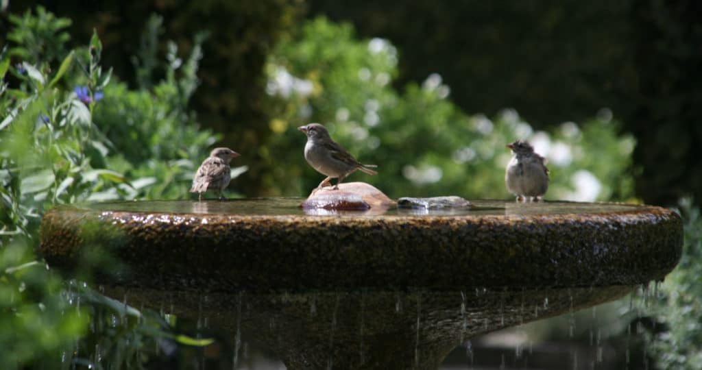 Birds bath in the Garden of the Five Senses - Yvoire