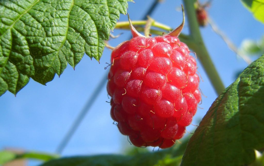 Yvoire, raspberry in the Garden of Five Senses